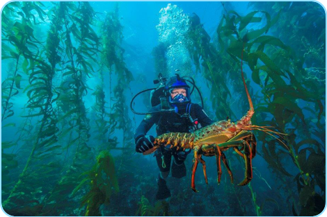 learn to scuba dive