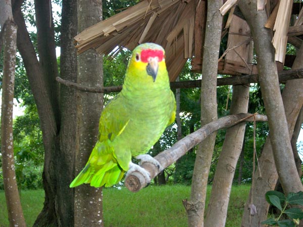 Roatan New Years 2010