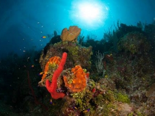Little Cayman Group Trip August 2014 Little Cayman Group Trip August 2014