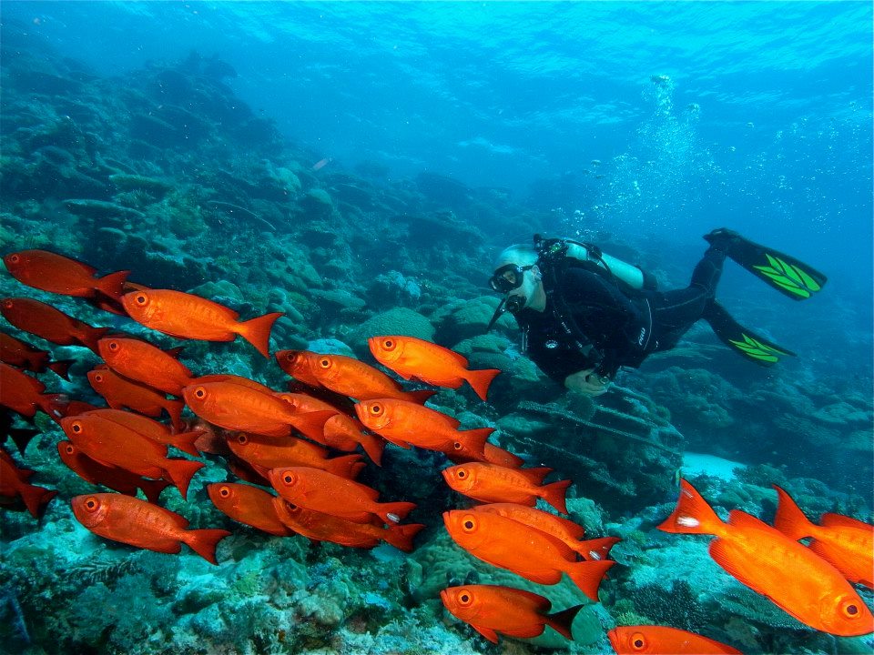 Palau Tropic Dancer February 2015