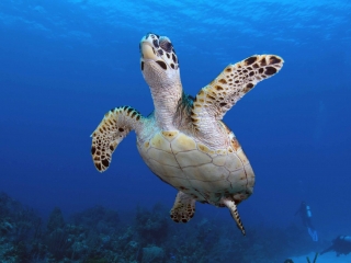 Grand Cayman July 2016 Grand Cayman July 2016