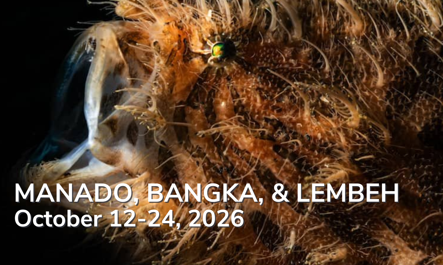 Manado, Banka & Lembeh October 12-24, 2026