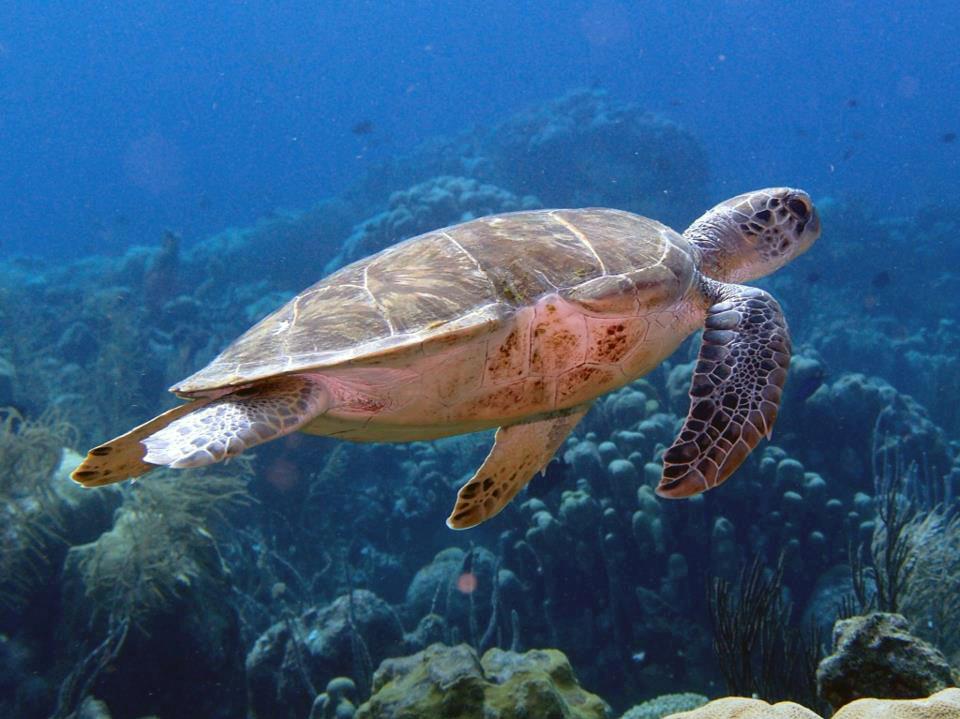 Bonaire Thanksgiving 2012