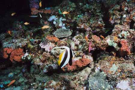 Fiji Escorted Group Trip 2001