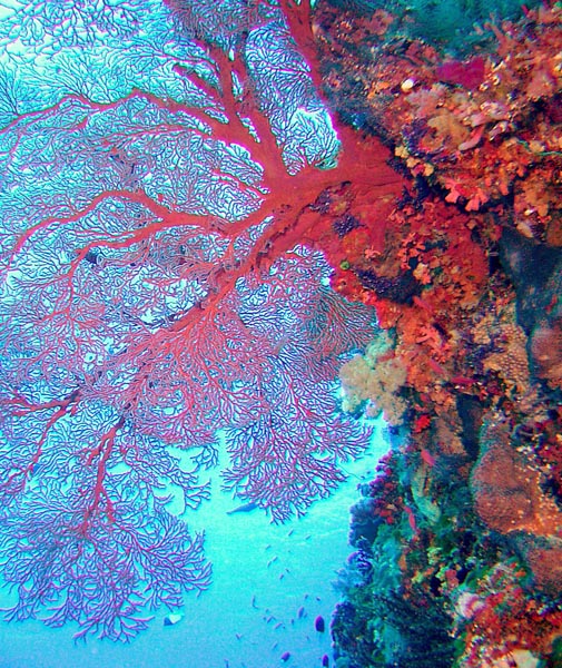 Micronesia, Palau and Truk - January 2008