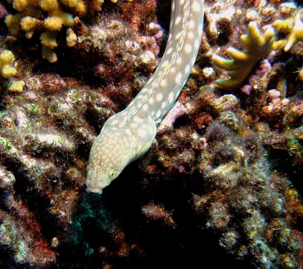 Curacao Group Trip June 2008