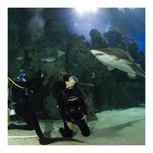 Adventure Diver
