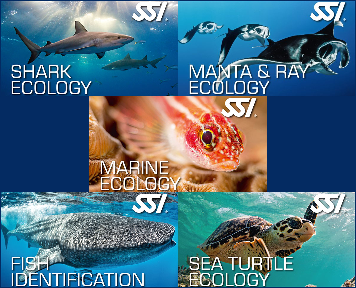 Aquarium Ecology