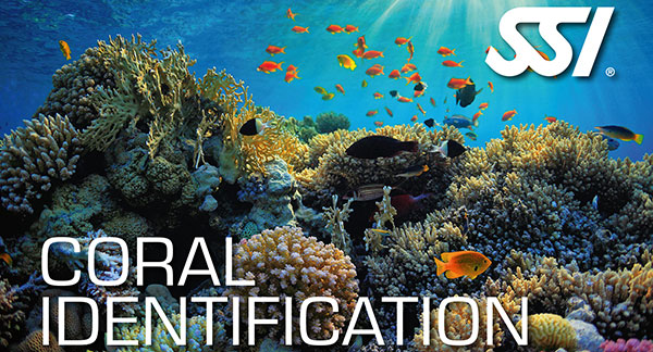 Coral Identification