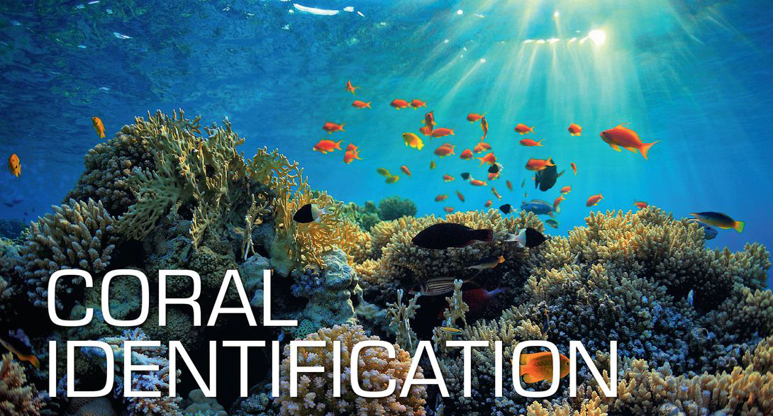 Coral Identification Coral Identification