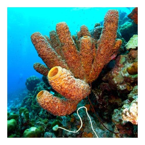 Diver Specialties