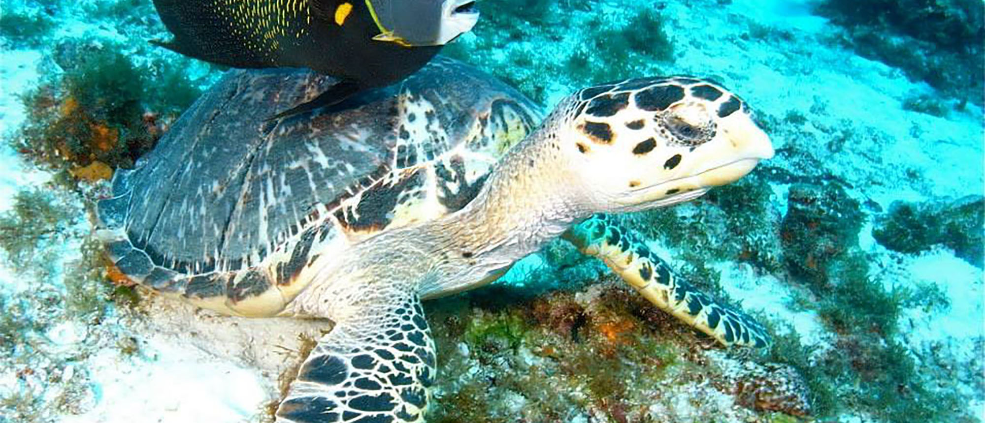Turtle swimming in Cozumel