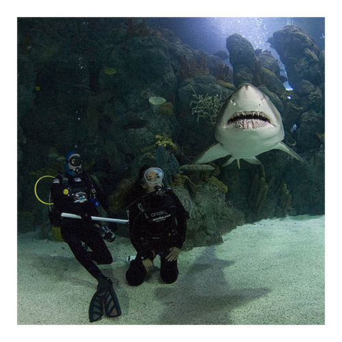 Dive With The Sharks