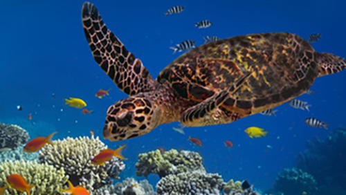 Eco Diver Course Eco Diver Specialty