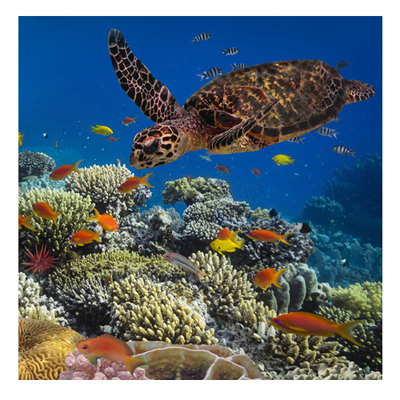 Aquarium Eco Diver Specialty Program
