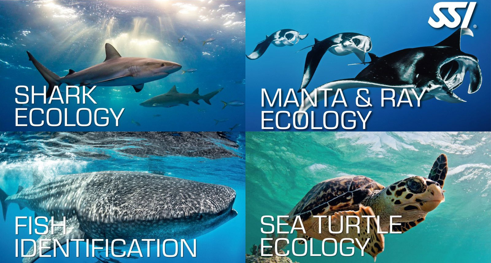 Aquarium Ecology Diver Specialty Course