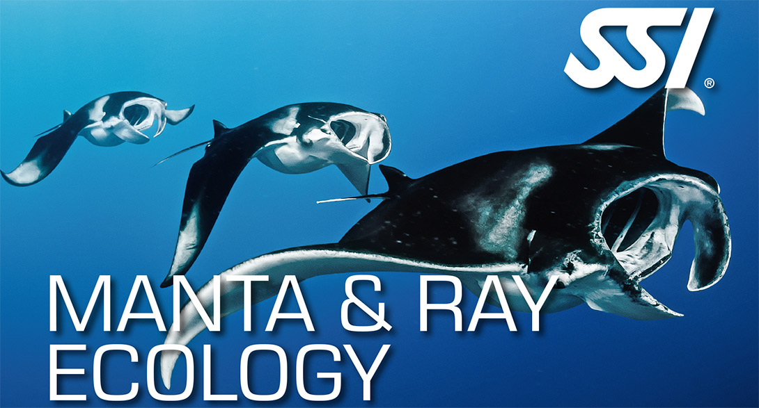 Manta & Ray Manta & Ray