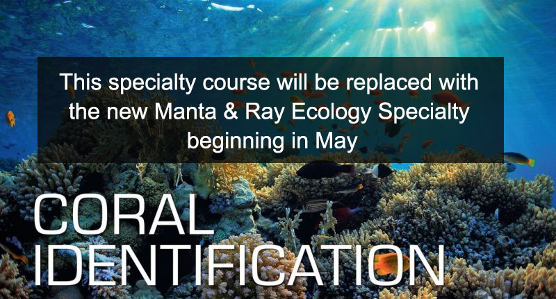 Manta & Ray Specialty Manta & Ray Specialty