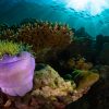 5 Reasons to Scuba Dive At Roatan milos-prelevic-507074-unsplash