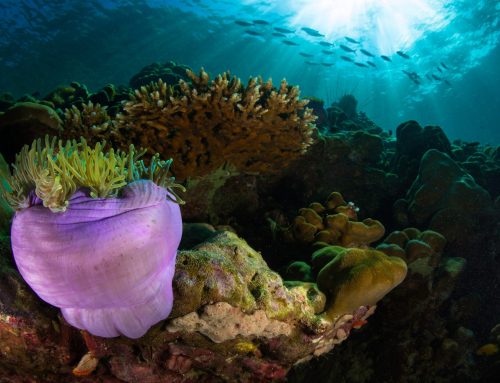 5 Reasons to Scuba Dive At Roatan