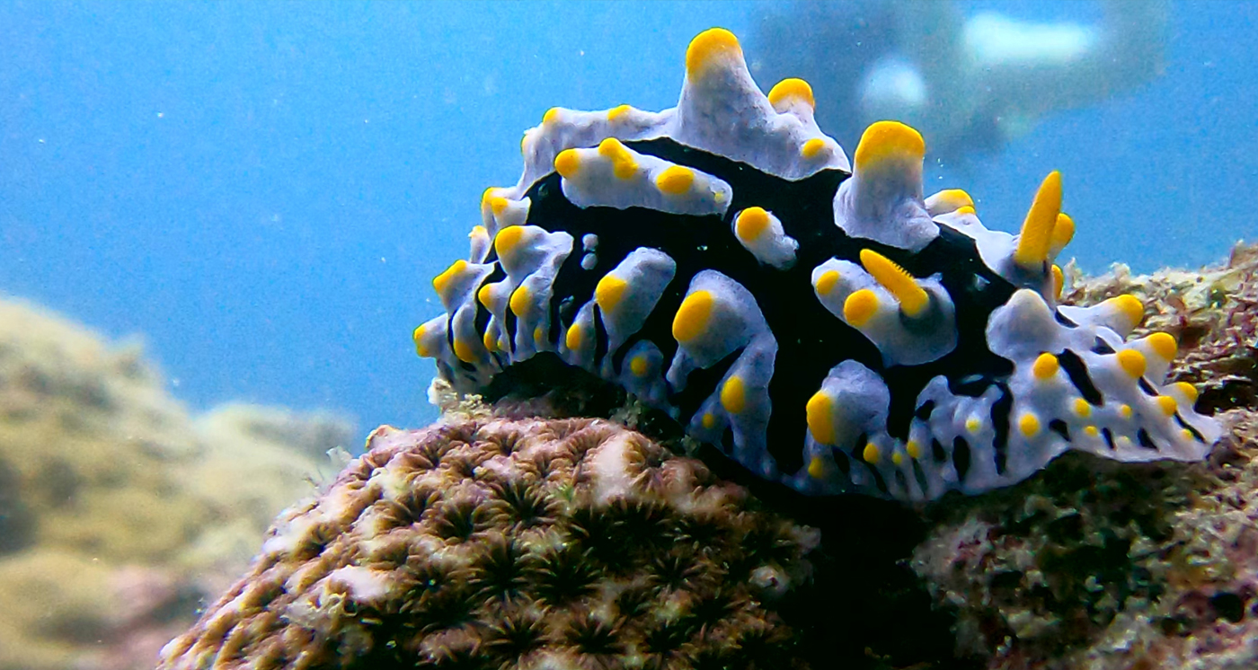 Nudibranch Nudibranch