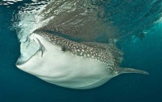 whale shark