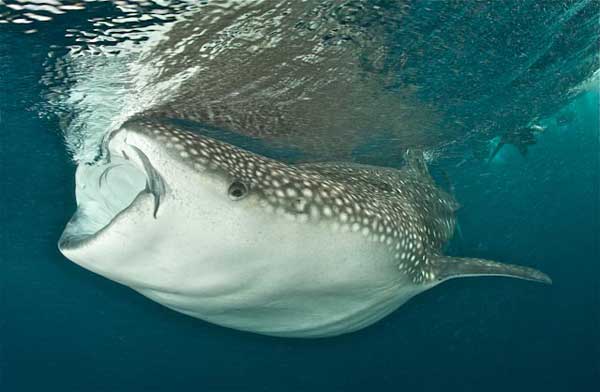 whale shark