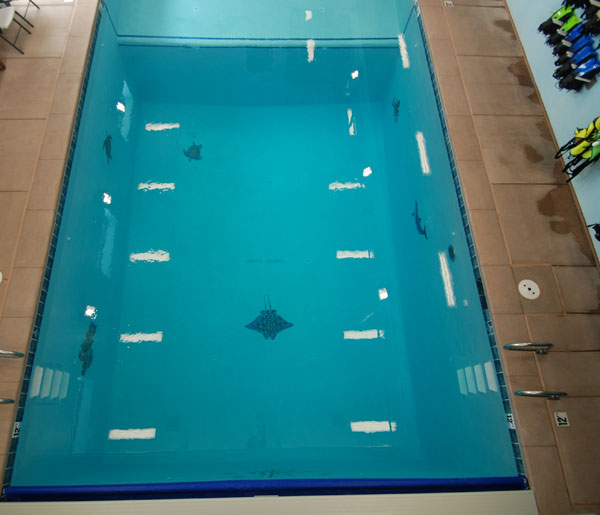 The Diving Pool