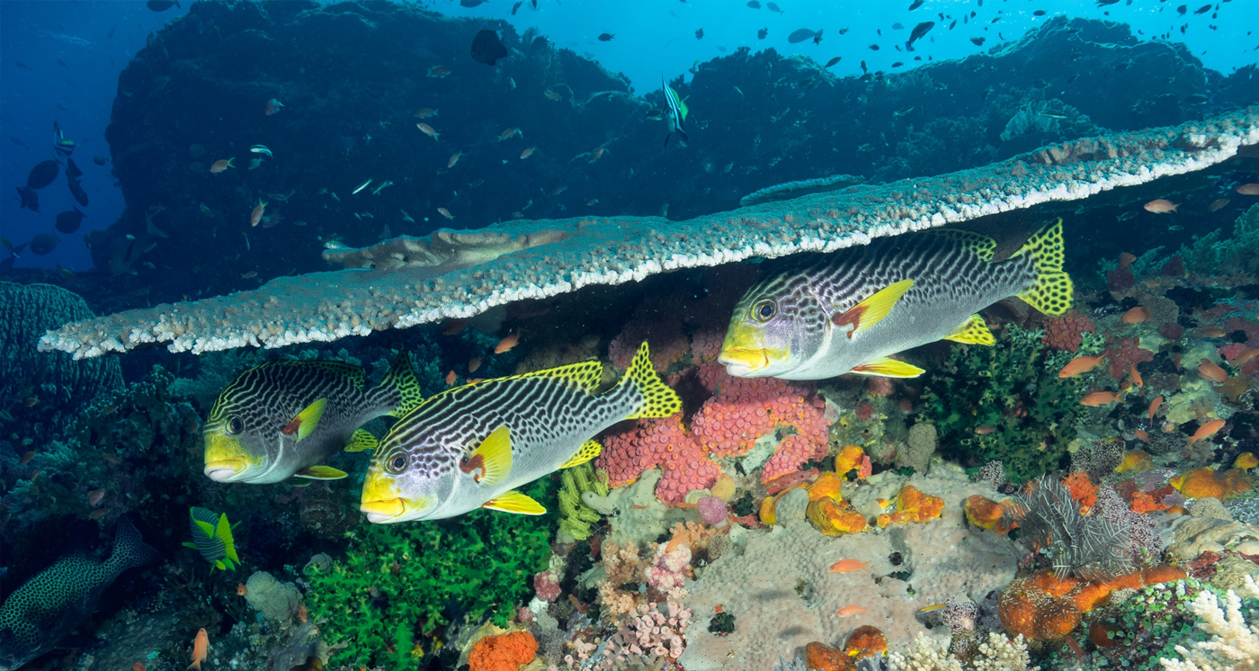 Diagonal Banded Sweetlips