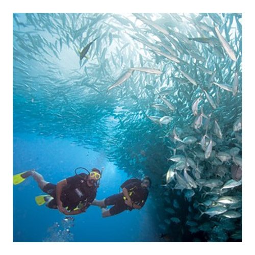 Scuba Monday Wednesday Course