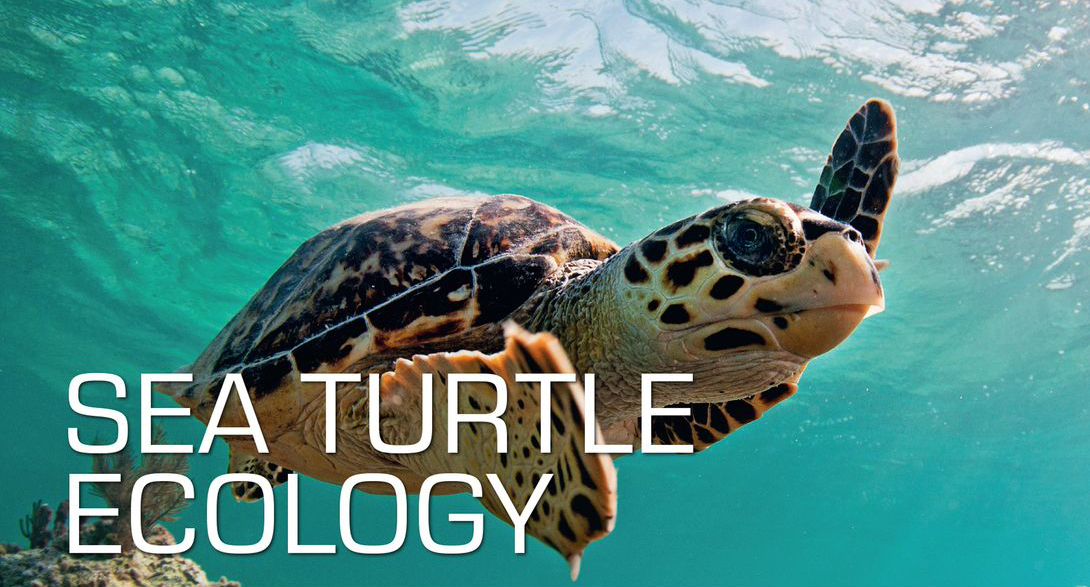 Sea Turtle Ecology Sea Turtle Ecology