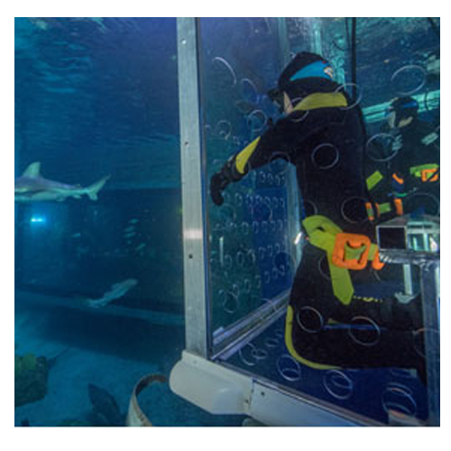 Shark Cage Experience