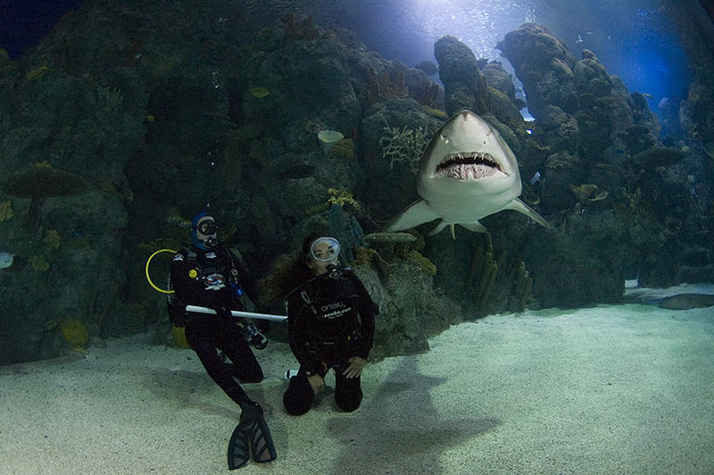 Dive With The Sharks  Dive the Downtown Aquarium with A-1 Scuba