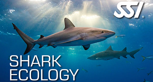 Shark Ecology