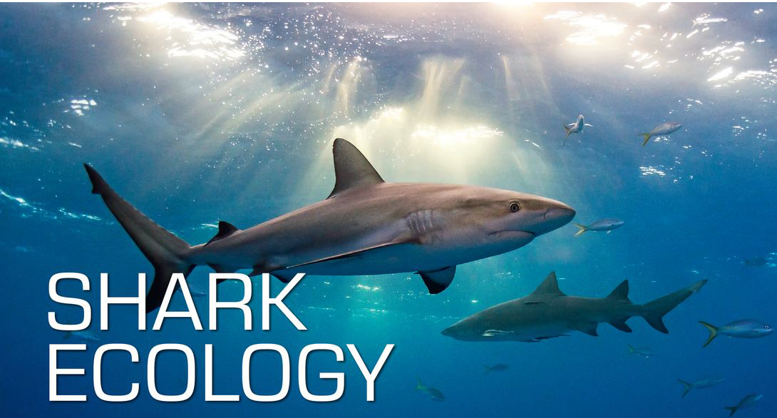 Shark Ecology Shark Ecology