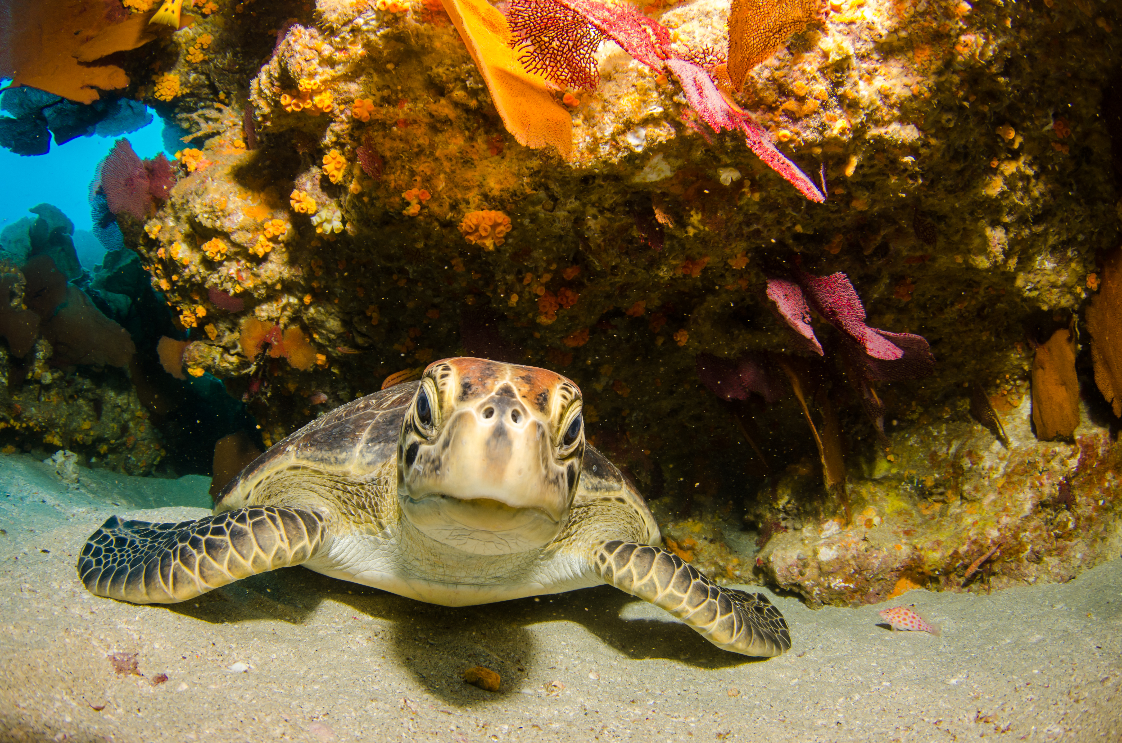 Scuba Diving in St. Lucia 