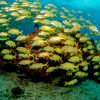 Join A-1 Scuba on our July 2019 Dive Trip to St. Lucia scuba diving trip to St. Lucia
