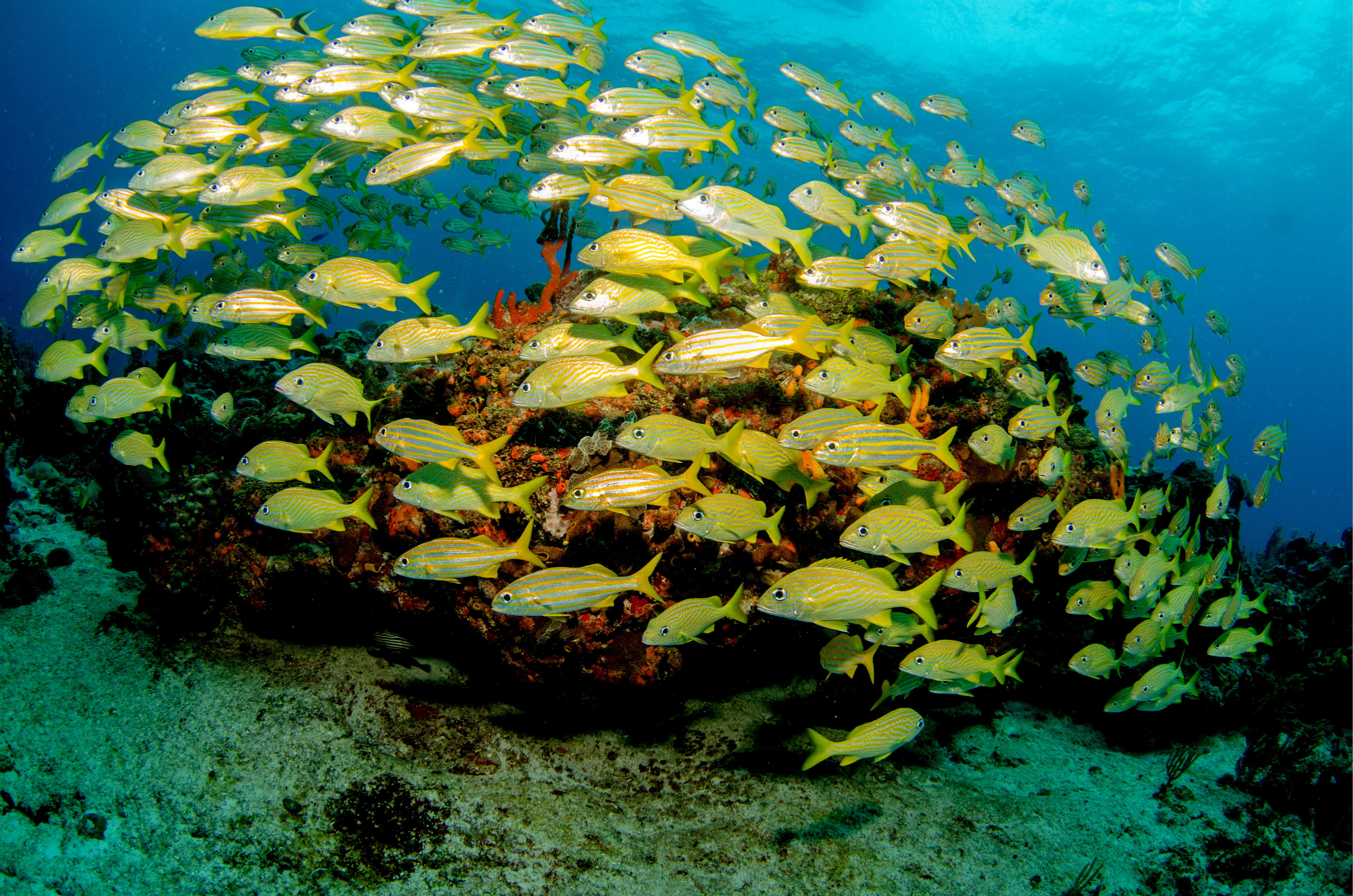 scuba diving trip to St. Lucia