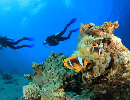 Drift Diving in Cozumel, or Snorkeling the Marine Sanctuary in Indonesia: Why You Need to Travel with A-1 in 2019