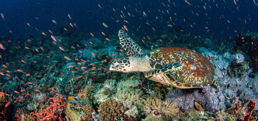 Beautiful turtle in the sea