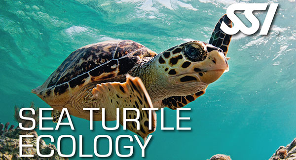 Turtle Ecology