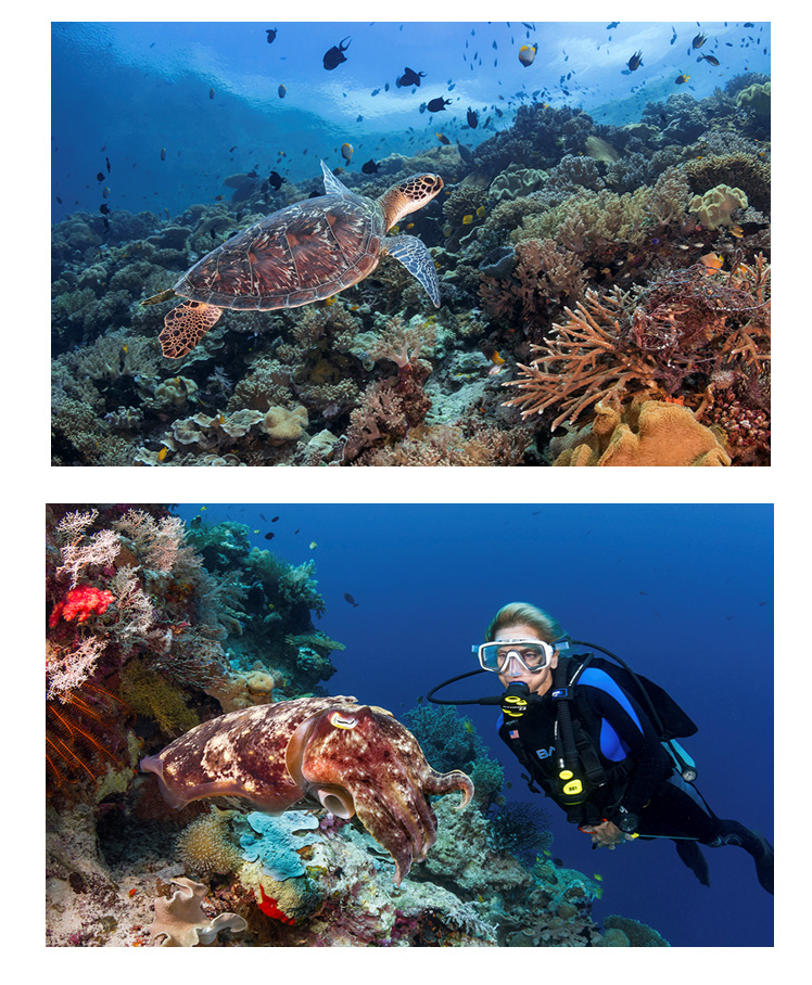Wakatobi Dive Resort