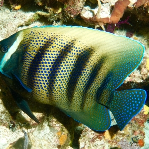 Wakatobi Indonesia Oct 2019