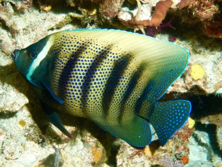 Wakatobi Indonesia Oct 2019 Wakatobi Indonesia Oct 2019