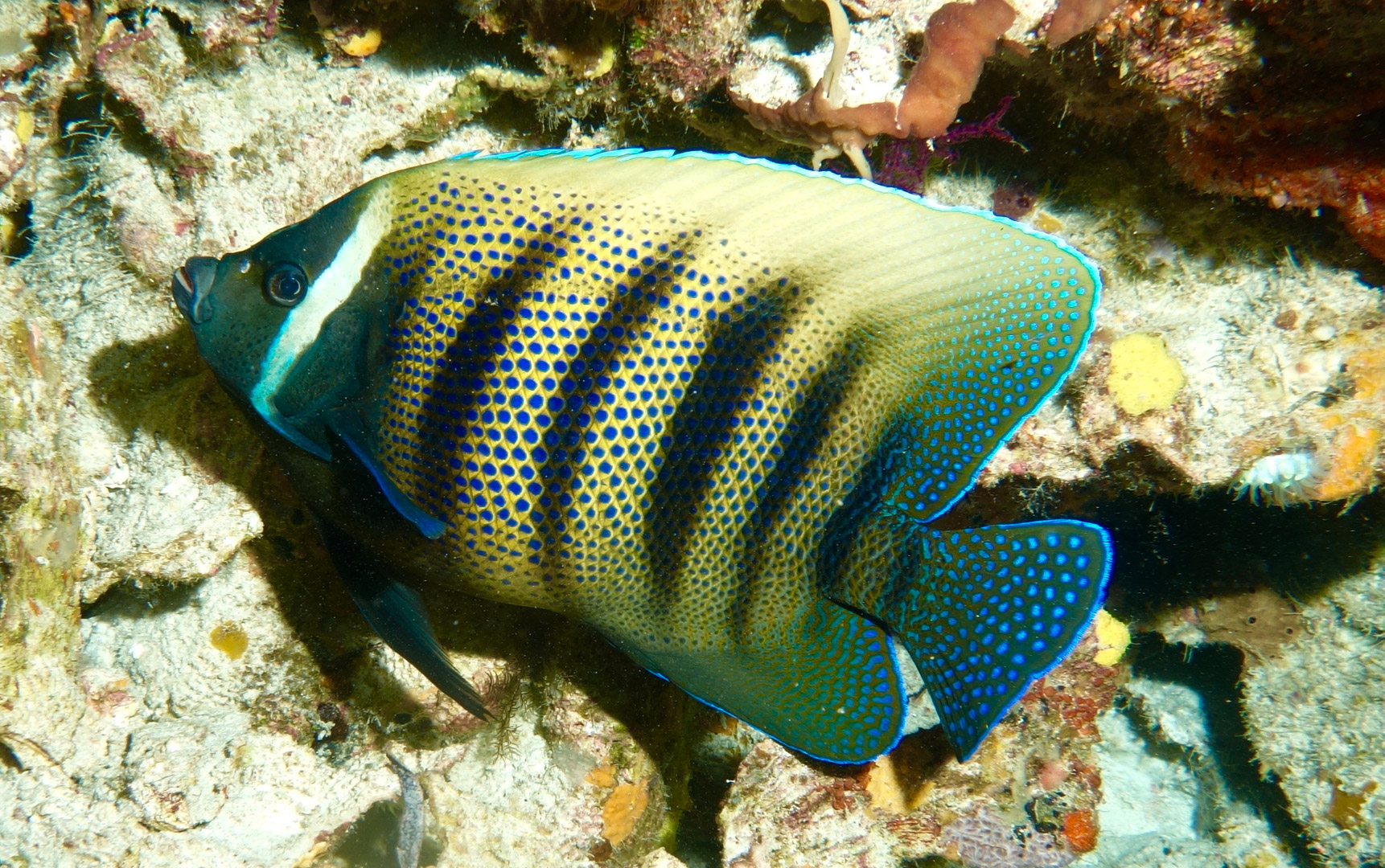 Wakatobi Indonesia Oct 2019