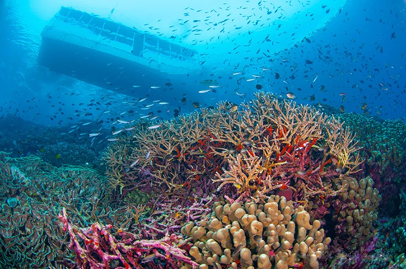 Wakatobi Resort