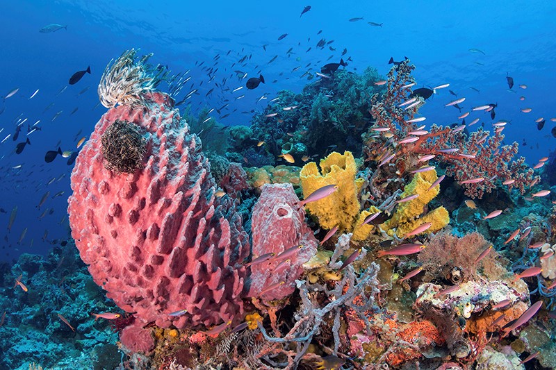Wakatobi Resort